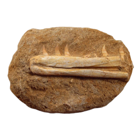 Un fragment de mâchoire rare de Eremiasaurus heterodontontus