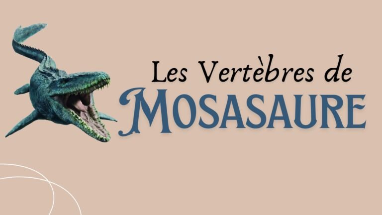 Les Vertèbres de Mosasaure